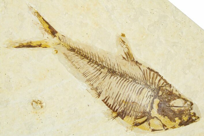Detailed Fossil Fish (Diplomystus) - Wyoming #379501